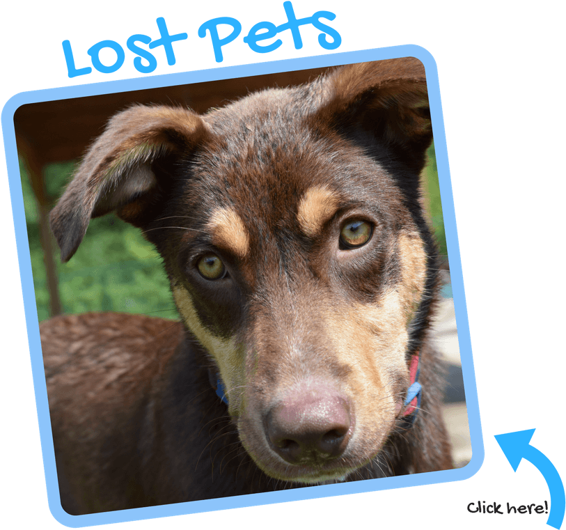 Search For Missing Pets, Or Pets Reported Lost - Companion Dog (940x788), Png Download