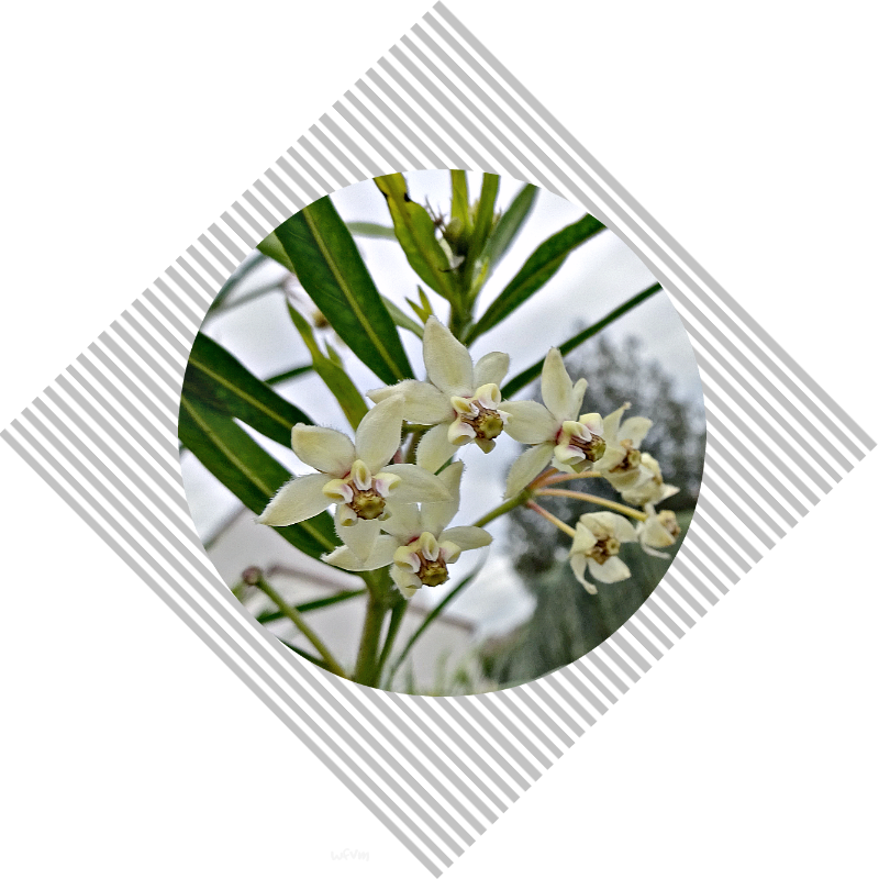 This Flower Is Completely New To Me - Yucca (800x800), Png Download