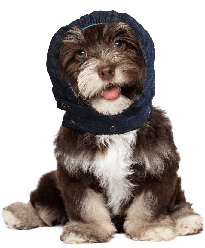 Portfolio - Bichon Frise Puppy Faces (1030x1112), Png Download