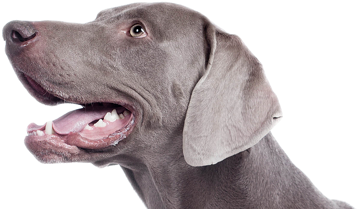 Melbourne Dog Walkers - Weimaraner (947x729), Png Download