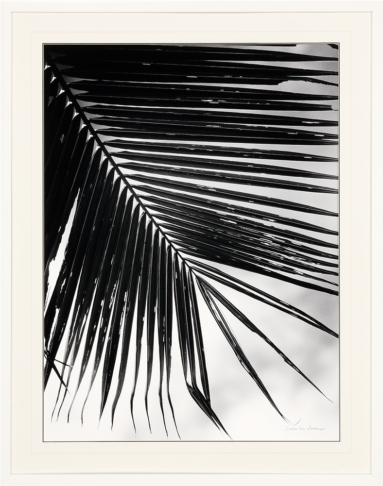 Palm Frond Ii - モノクロ ヤシ の 木 (1000x1000), Png Download