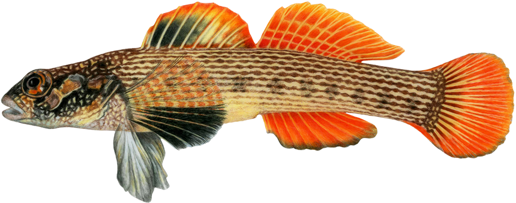 Striped Darter Png, Roosterfish Png - Wrasses (1063x421), Png Download