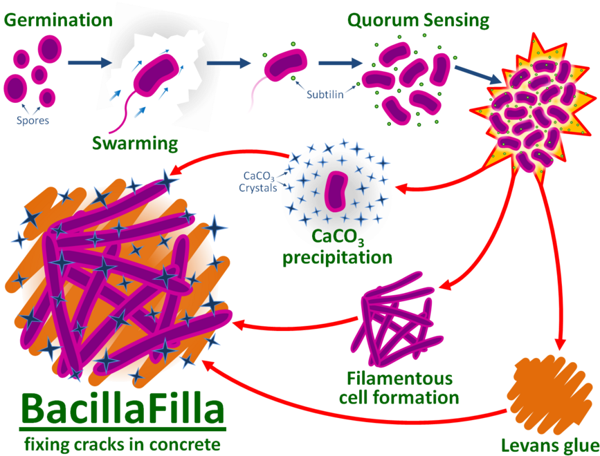 Therefore The Mixture Of All The Three Elements Together - Bacteria Used In Concrete (900x667), Png Download