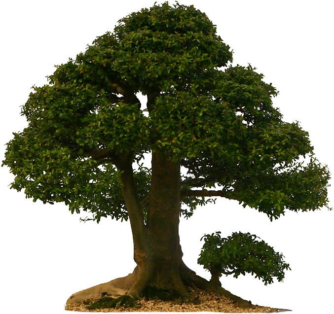 Tall Tree Png - Bonsai (800x854), Png Download