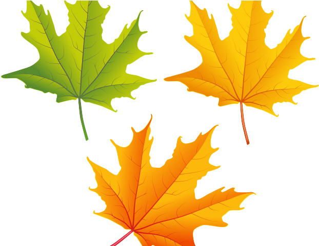 Autumn Leaves Clipart Transparent Background - Leaf Fall Clip Art (640x480), Png Download
