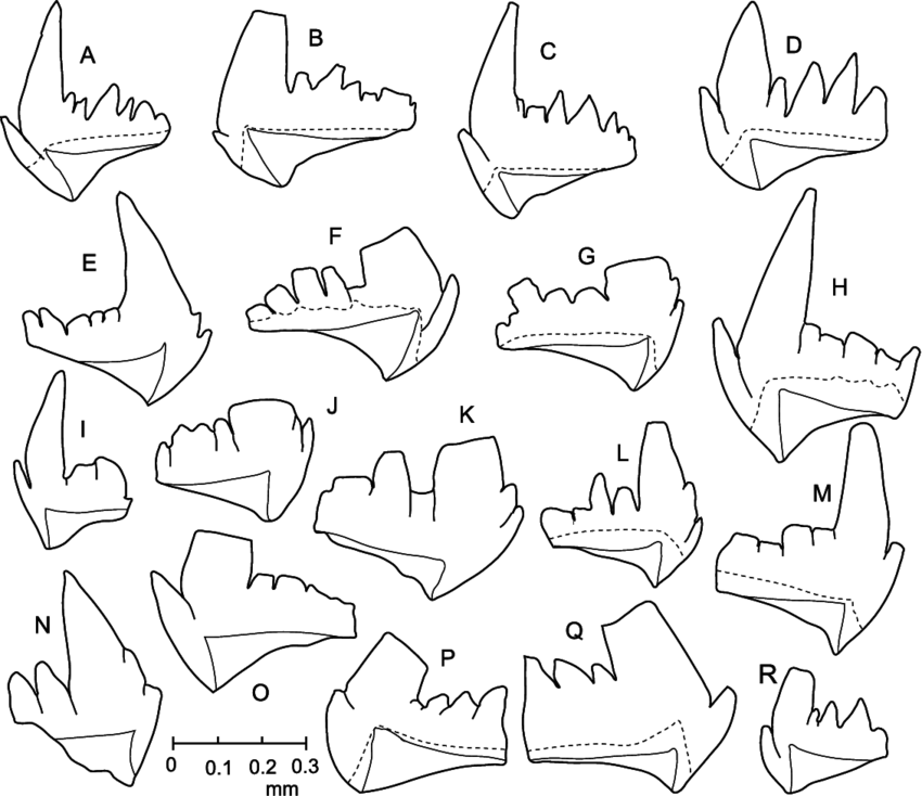 Camera Lucida Drawings Of P Elements Of Microzarkodina - Drawing (850x734), Png Download