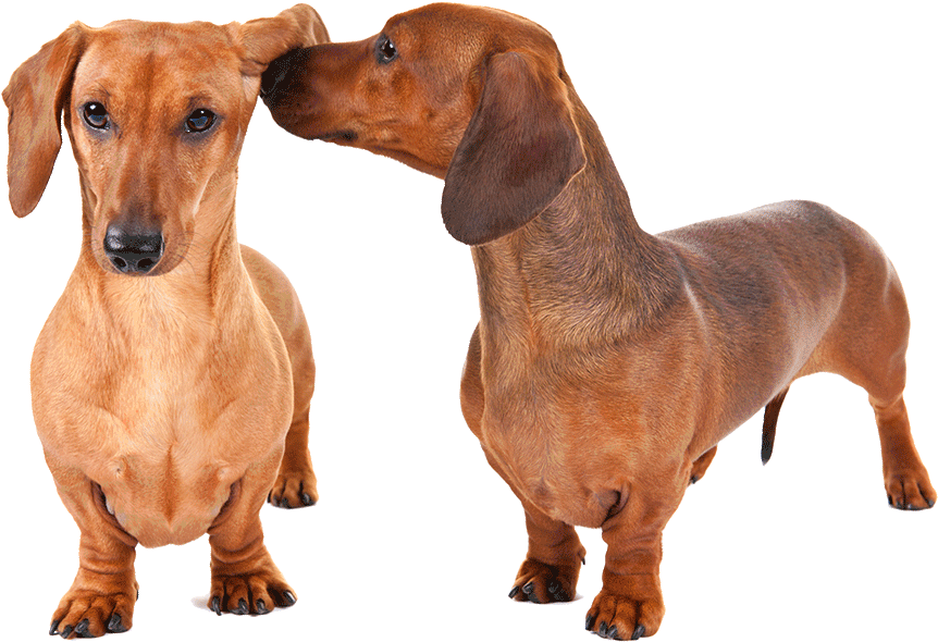 Transparent Puppy Dachshund - Weiner Dog Png (1170x780), Png Download