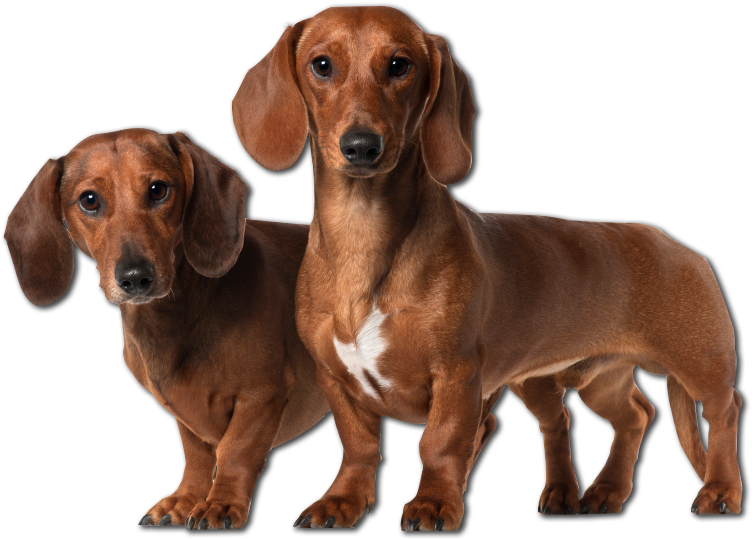 Vector Freeuse Stock Cuddly Collectibles Pampered Pet - Dachshund Transparent (863x556), Png Download
