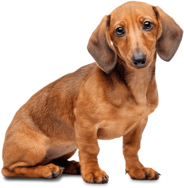 Dachshund - Miniature Dachshund With Transparent Background (1000x814), Png Download