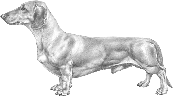 Dachshund, Standard - Dachshund Breed Standard (800x800), Png Download
