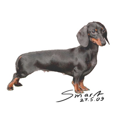 Rabbit Dachshund Smooth-haired - Rabbit Size Dachshund (400x400), Png Download