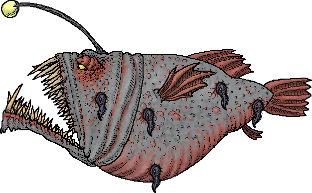 Angler Fish Png (626x388), Png Download