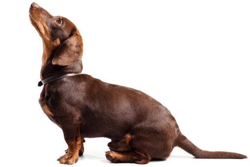 Looking For A Dachshund Puppy Or Dog In Indianapolis, - Stock Photography (560x370), Png Download