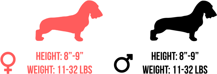 Smooth, Wirehair, Or Longhair Dachshunds Will Weight - Bribe (1024x456), Png Download