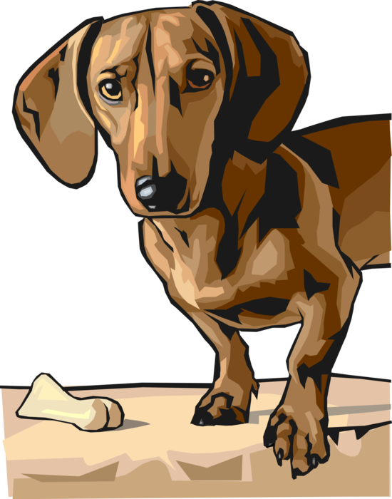 Vector Illustration Of Cute Dachshund Dog Looking At - Dachshund3.png Shower Curtain (550x700), Png Download
