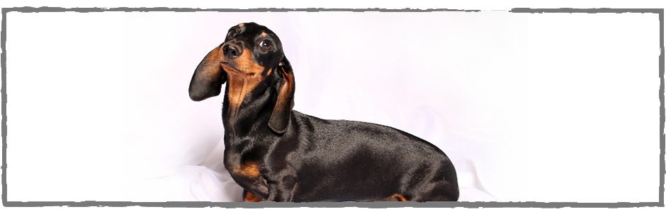 Dachshund (1024x309), Png Download