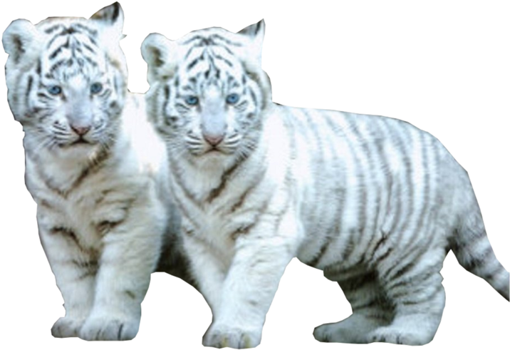 2 White Tiger Cubs - White Tiger Png (800x600), Png Download