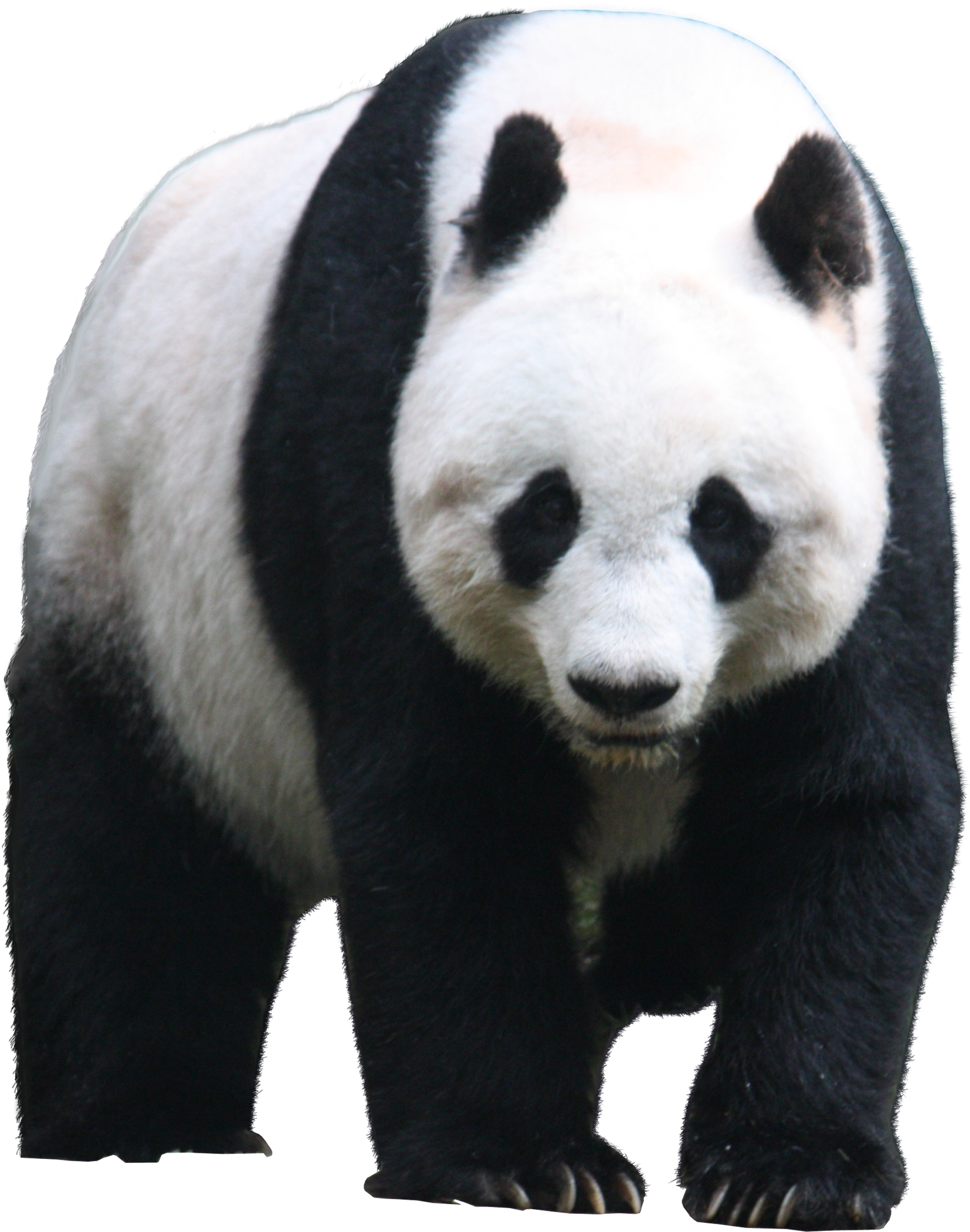 Lin Manuel Miranda On A Panda (4272x2848), Png Download