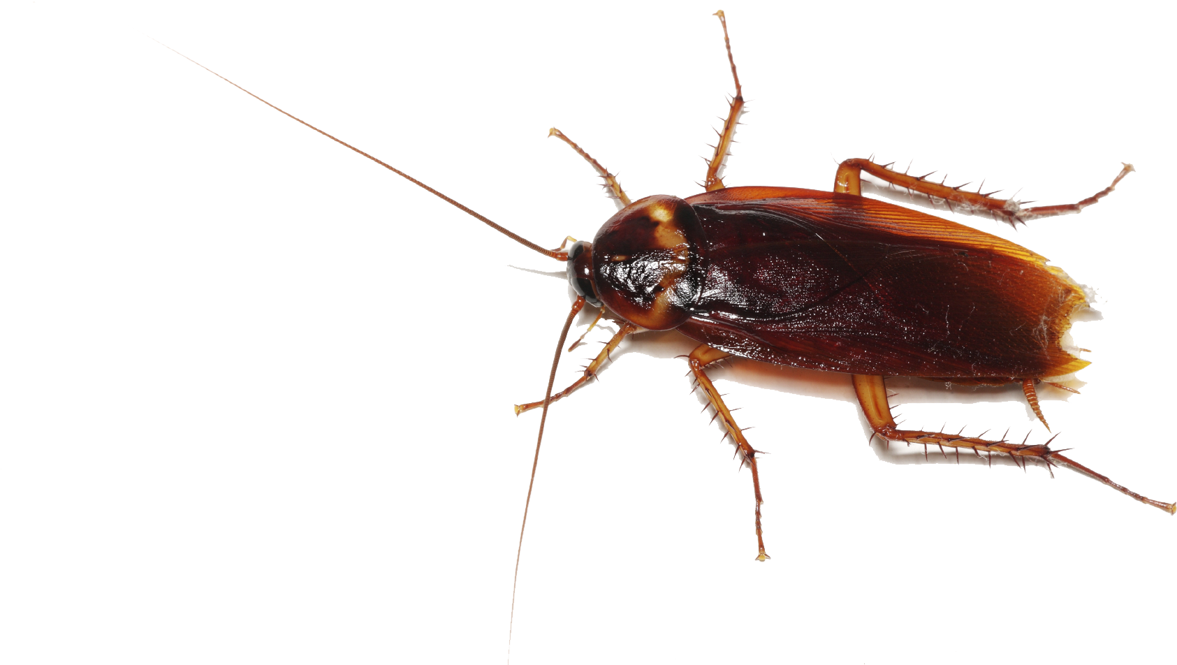 Cockroach Transparent - Dead Man's Trip (1698x1131), Png Download