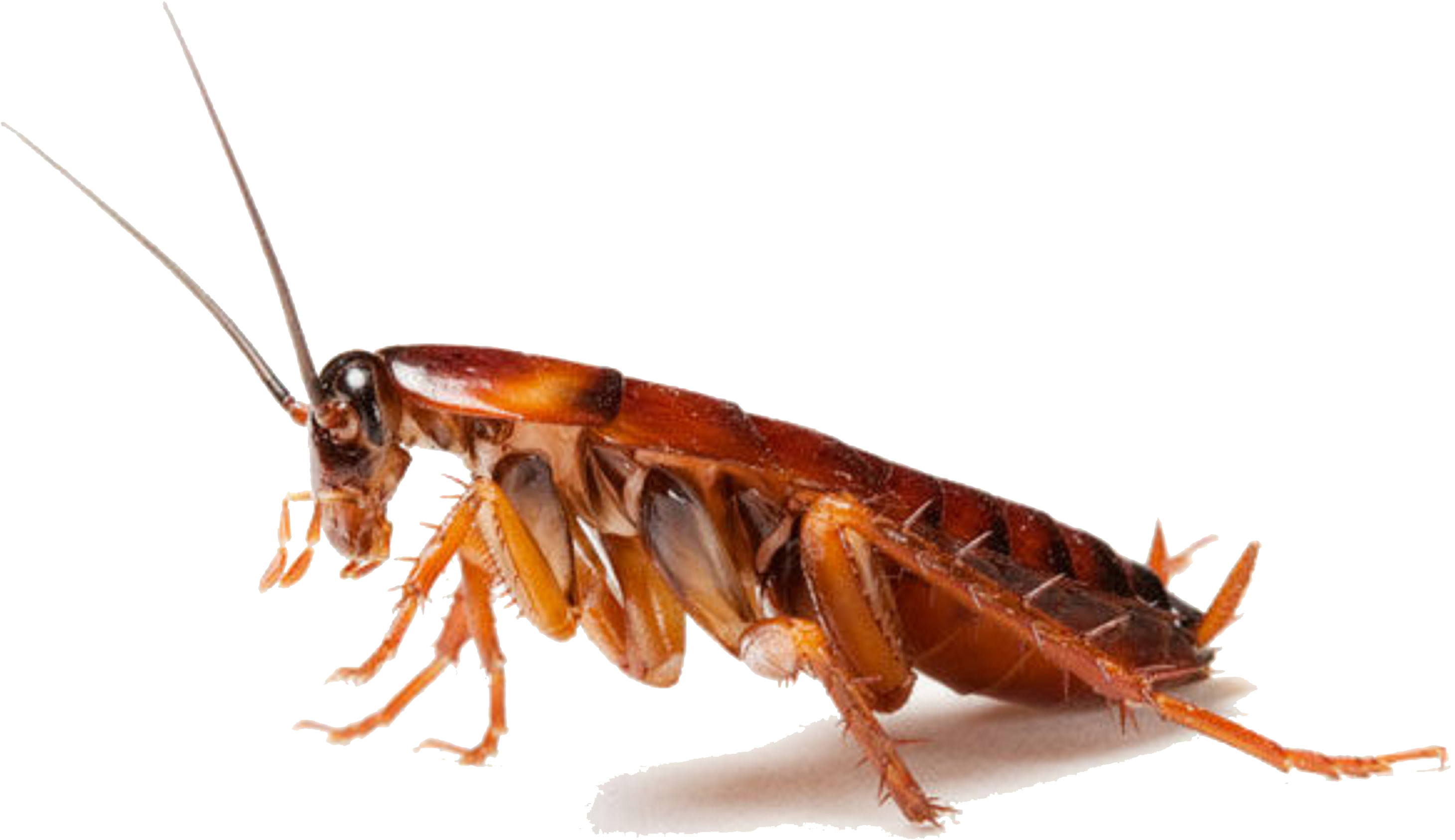 Cockroach Png Clipart - Cockroach On Hind Legs (3300x2165), Png Download