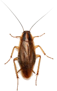 German Cockroach - Types Of Beetles (400x400), Png Download