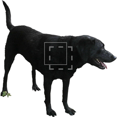 Parent Category - Perro Negro Png (450x450), Png Download