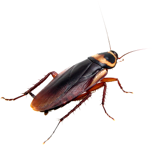 If You Kill A Roach, Make Sure It's Crushed Completely - Buyalot 10 Pcs Cockroach Traps For Home Pest Control (500x333), Png Download