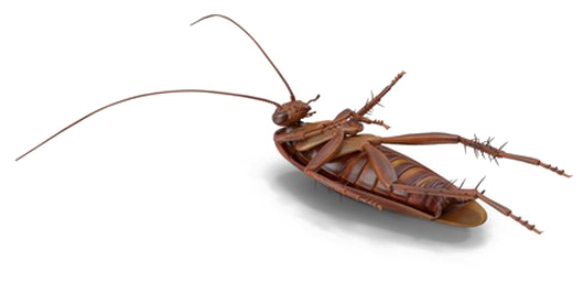 Cockroach Png File Download Free - Mosquito (720x720), Png Download