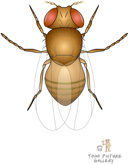 Clip Download Collection Of Free Flies Clipart Download - Fruit Fly Png (435x565), Png Download