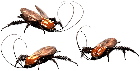 Cockroach, Bug, Insect, Pest, Gogga - Cockroach (616x340), Png Download