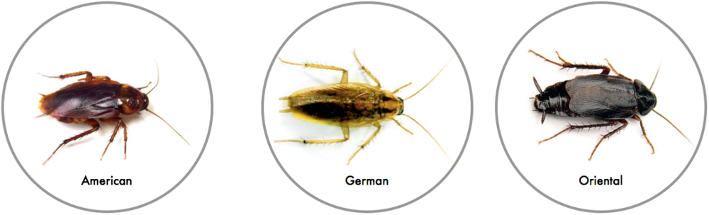 How To You Know If You Have Cockroaches - Cockroaches In California (1000x304), Png Download