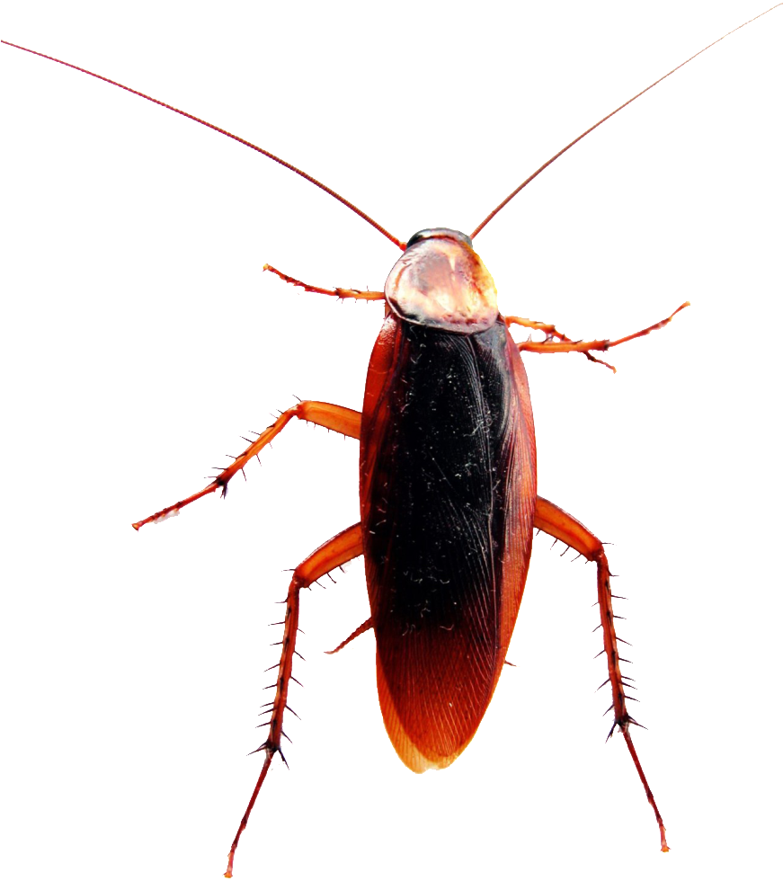 Politically Incorrect » Thread - Cockroach Parts Of Body (870x1024), Png Download