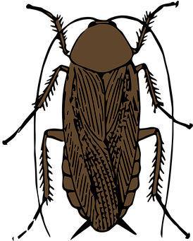 Animal Bug Cockroach Insect Cockroach Cock - Cockroach (408x340), Png Download