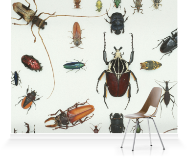 Murals Of Various Beetles 3 By Natural History Museum - Stock Photography (384x320), Png Download