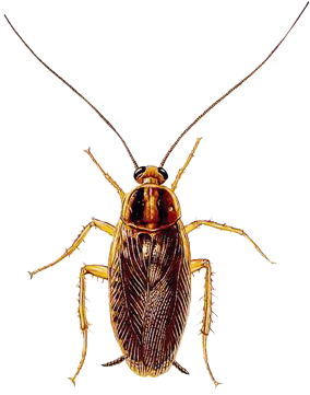 A1 Exterminators German Cockroach Control Pest Control - Cockroach (400x400), Png Download