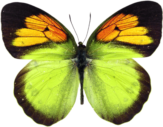 Papillons - Page - Butterfly (600x450), Png Download