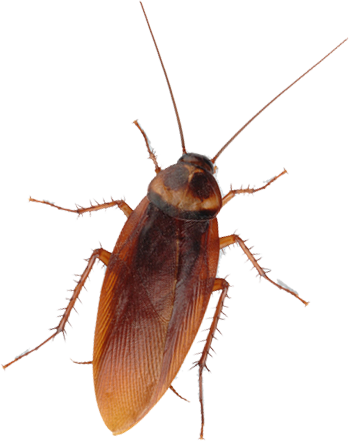 For The Most Up To Date Methods Of San Diego Cockroach - Cockroach Wall & Window Stickers Halloween Decoration. (349x441), Png Download