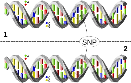Acer Scientists Are Looking At The Role That Genetic - Polimorfismo De Nucleotido Simple (457x298), Png Download