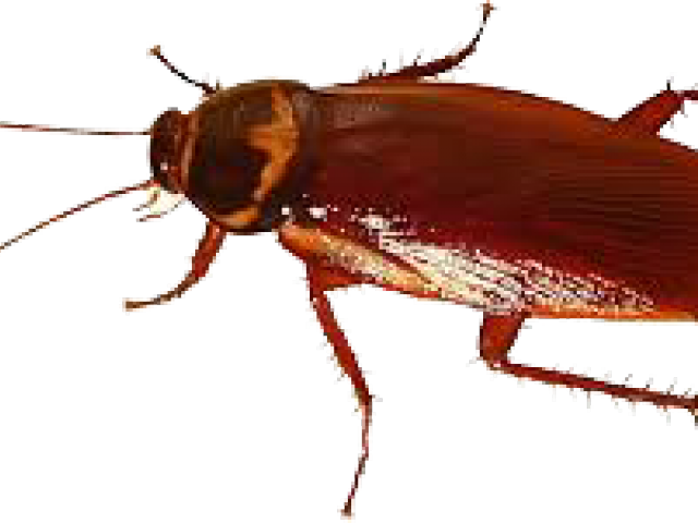 Cockroach Png Transparent Images - Black And White Cockroaches (640x480), Png Download