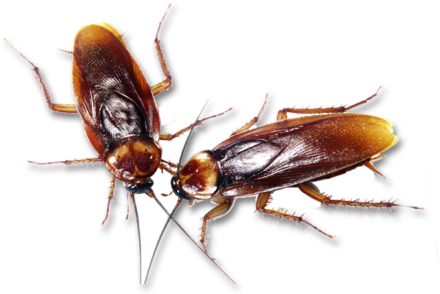 Would You Even Want To Give It A Second Glance Or Scream - Infestation! Roaches, Bedbugs, Ants, And Other Insect (619x414), Png Download