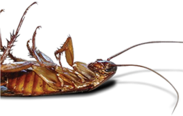 Dubai Bed Bugs Pest Control Company (640x480), Png Download