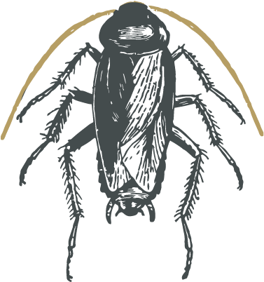 Sketch-cockroach - Cockroach Sketch (570x464), Png Download