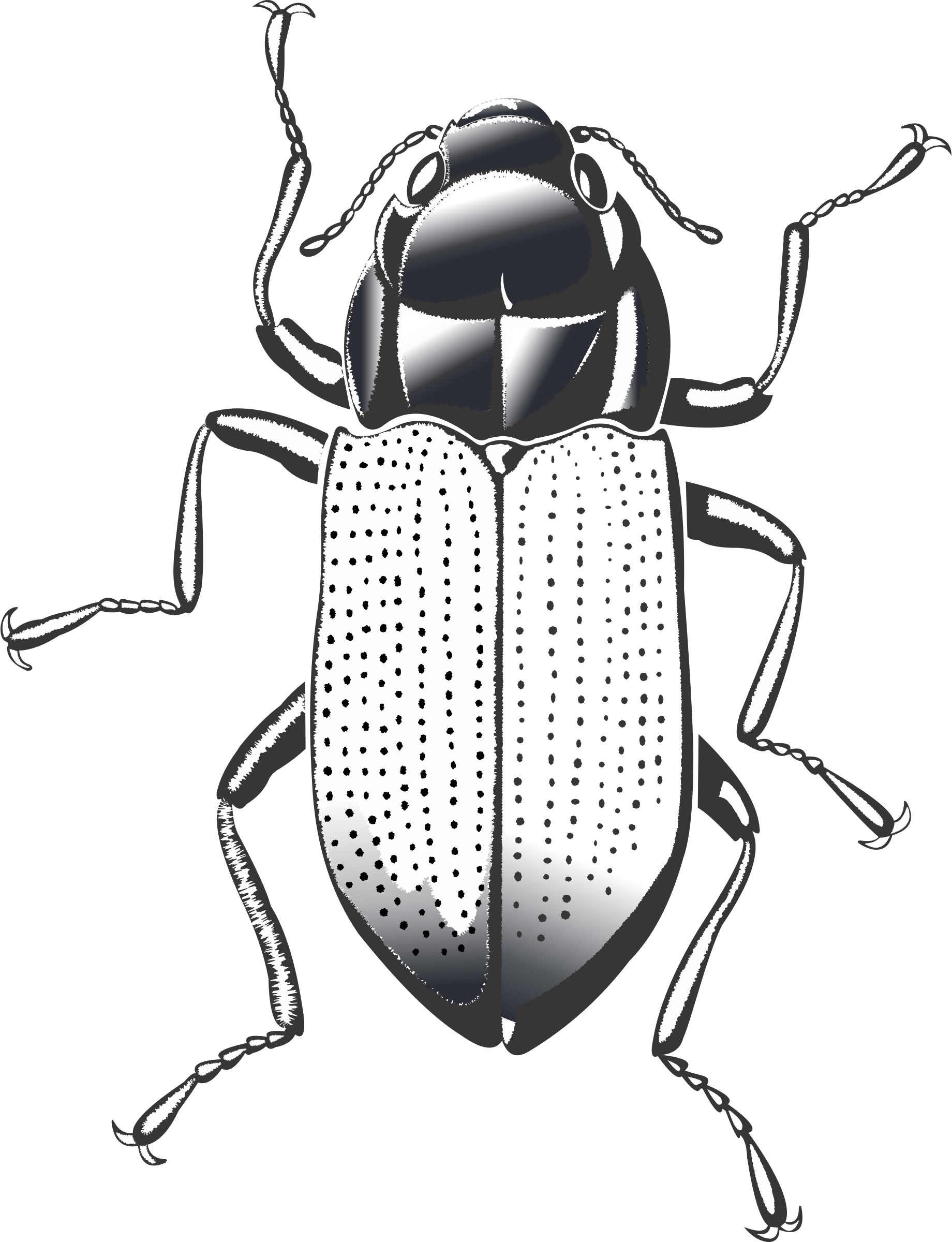 Big Image - Cockroach (1840x2400), Png Download