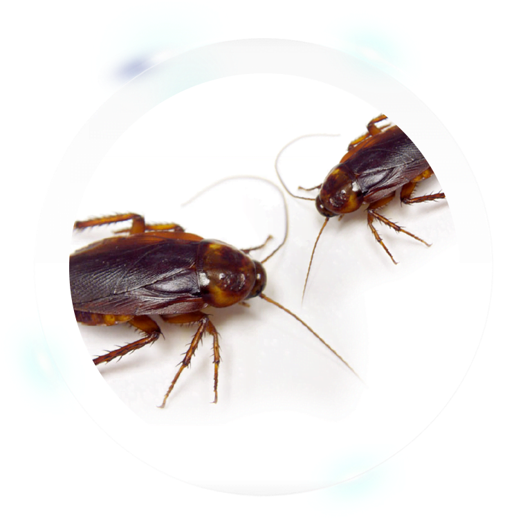 Malaysian Cockroach (800x752), Png Download