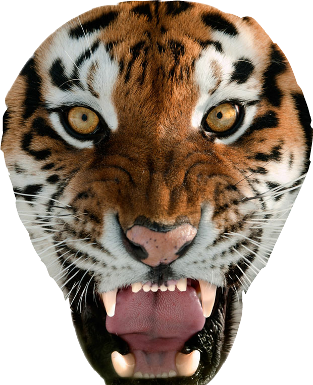 Report Abuse - Tiger Golden Eye (620x762), Png Download