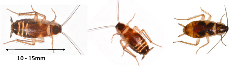 Brown Banded Cockroach Identification - Cockroach Pest Control Perth (782x217), Png Download