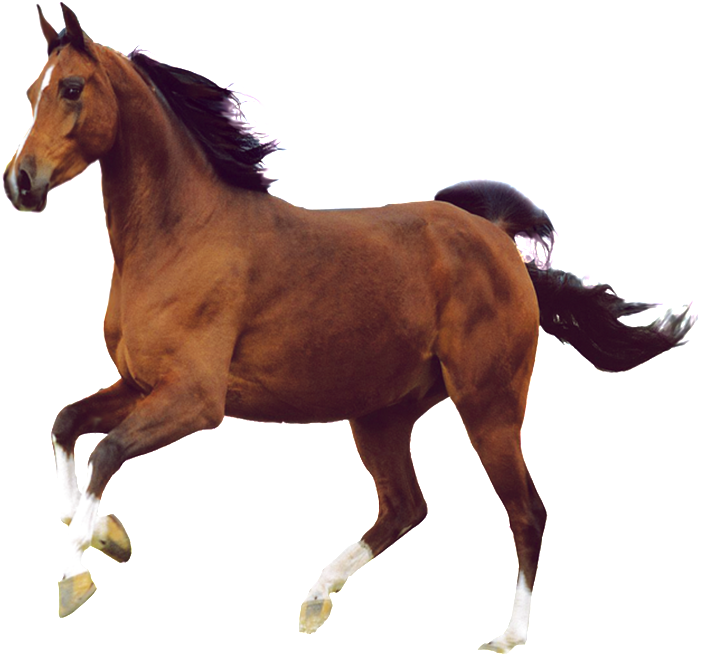 Aesthetically Beautiful Horse Png - Animals Without Any Necks (1024x1024), Png Download