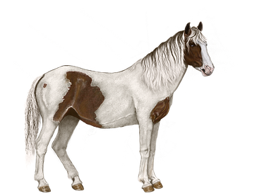Horse Mottled White Brown Standing Digital - Cb Horse Editing Png (513x340), Png Download