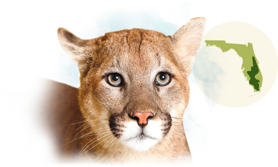 Reptiles - Florida Panther Animal Transparent (596x360), Png Download