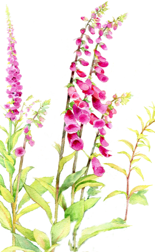 Clipart Transparent Library Anne Marie Patry Belluteau - Fresh, Papier Artystyczny, Format A4, Teczka, Mix Wzorów (308x500), Png Download